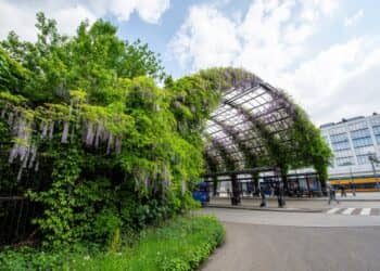 Blauweregen Bloeit Prachtig op Busstation Heerlen
