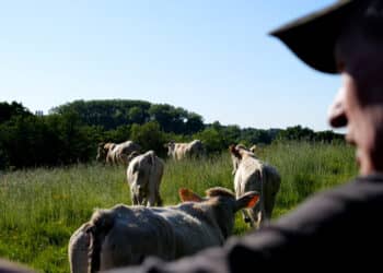 Lentefeest op vier poten: Laatste koeien in Eygelshoven eindelijk de wei in!