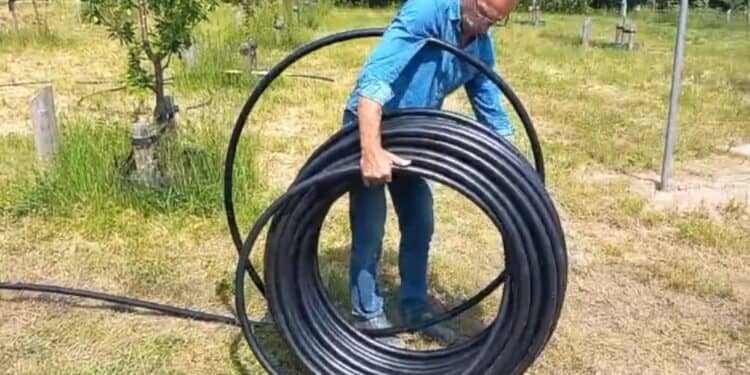 Gezonde bomen in Clemenspark dankzij nieuwe drainage