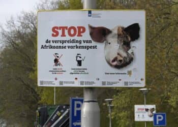 Afrikaanse Varkenspest Bedreigt Limburgse Varkenshouderij