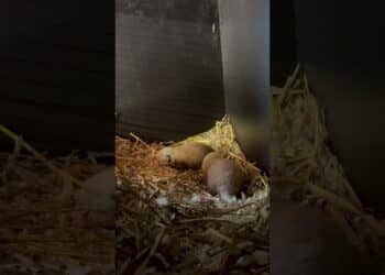 #short Pasgeboren rode panda’s in hun nestkist