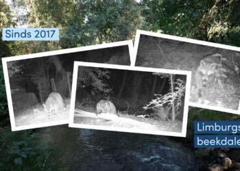 Wasberen duiken op in Limburgse beekdalen