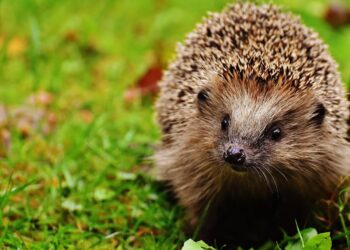 Groen je tuin voor de egel