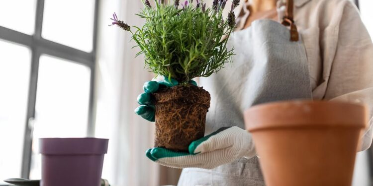 Werken aan de Groene Stad: Workshops in de Tuin