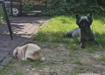 Onvoorwaardelijke Liefde: Verwennerij voor je Viervoetige Vriend op Dierendag
