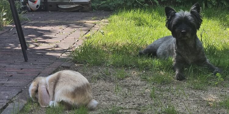Onvoorwaardelijke Liefde: Verwennerij voor je Viervoetige Vriend op Dierendag