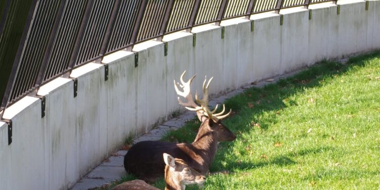 Maatregelen tegen overlast in Stadspark