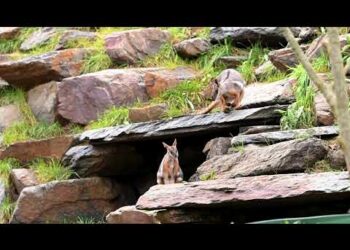 GaiaZOO: de geelvoet-rotswallabies zijn naar buiten