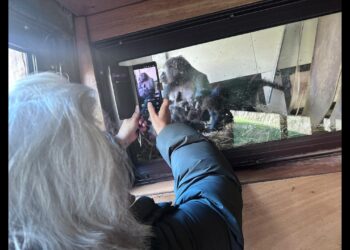 Zon, drukte en een gorillababy in GaiaZOO