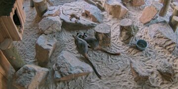 Jonge geelvoet-rotswallaby buiten de buidel gespot!