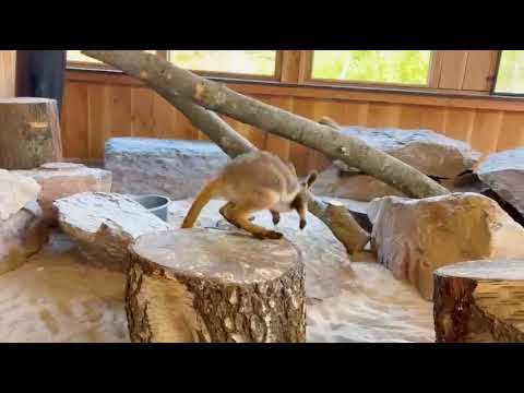 Jonge wallaby buiten de buidel