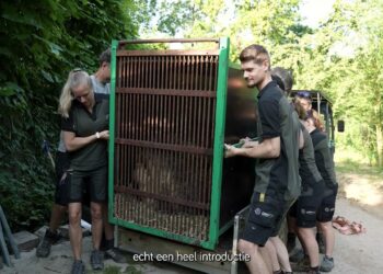 Nieuwe leeuwenman voor GaiaZOO