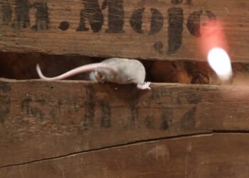 Van Muizenkeuken naar Muizenschuur