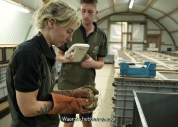 Siezels uitgezet in het wild