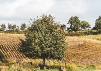 Schrijf een korte en pakkende titel in het Nederlands op basis van de onderstaande Facebooktekst: Beleef al wandelend Romeins Bocholtz  Zondag 30 augustus 2026 – Hoeve Overhuizen in Bocholtz (Simpelveld) Geniet van een 11,5 km lange wandeling onder begeleiding van een ervaren IVN-gids, met oog voor natuur én geschiedenis. Onderweg komt het Romeinse verleden tot leven: via de VIA VIA–Via Belgica app neemt de Romeinse veteraan Julius je mee in boeiende luisterverhalen over het leven in Romeins Bocholtz. Alsof dat nog niet genoeg is, ontmoet je onderweg zelfs echte Romeinen die je verrassen met een verhaal of een kleine proeverij.  Praktisch • Aanmelden via de website viabelgica.eu • Startpunt? Meld je een 15 min voor de aanvang van de wandeling voor Hoeve Overhuizen, Overhuizerstraat 2 in Bocholtz • Prijs? 3 p.p. (te betalen aan het startpunt) • Deelnametijd? 3,5 uur • Afstand? 11,5 km • App? Download op voorhand de gratis VIA VIA-VIA Belgica app via de link die u op onze website kan vinden: www.viabelgica.eu. Zorg dat uw telefoon opgeladen is en we bevelen oortjes aan..    Gebruik normale Nederlandse hoofdletterregels:   – Begin de titel met een hoofdletter.   – Gebruik hoofdletters bij plaatsnamen of namen van personen.   – Schrijf de rest van de titel zoals gebruikelijk, zonder onnodige hoofdletters.  Geef alleen de titel terug. Geen uitleg of extra tekst.